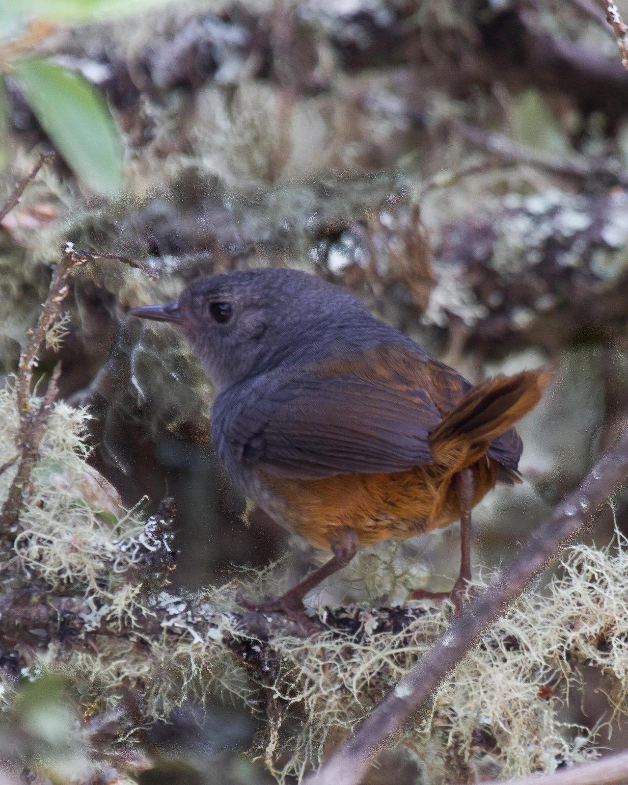 Pale-bellied Tapaculo Photo by Robert Lewis