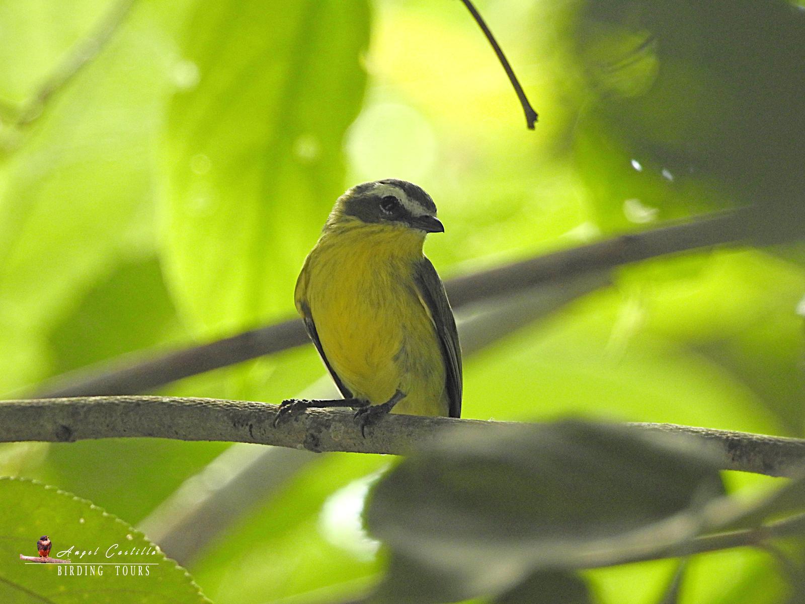 Yellow-bellied Tyrannulet Photo by Castillo Cime