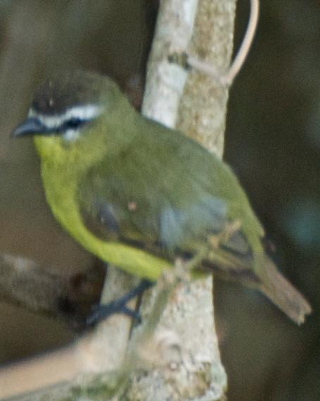Brown-capped Tyrannulet Photo by Christian Nunes