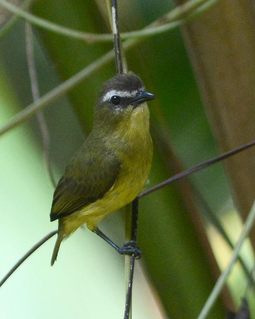 Brown-capped Tyrannulet Photo by David Hollie