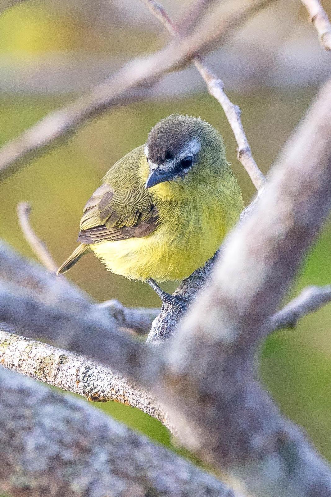 Brown-capped Tyrannulet Photo by Denis Rivard