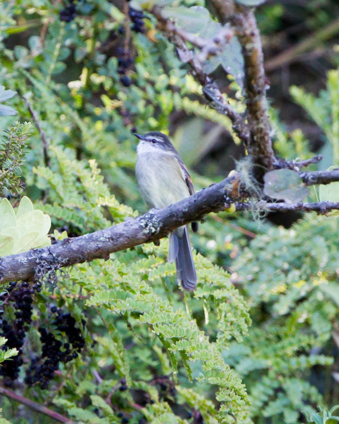 White-banded Tyrannulet Photo by Kevin Berkoff
