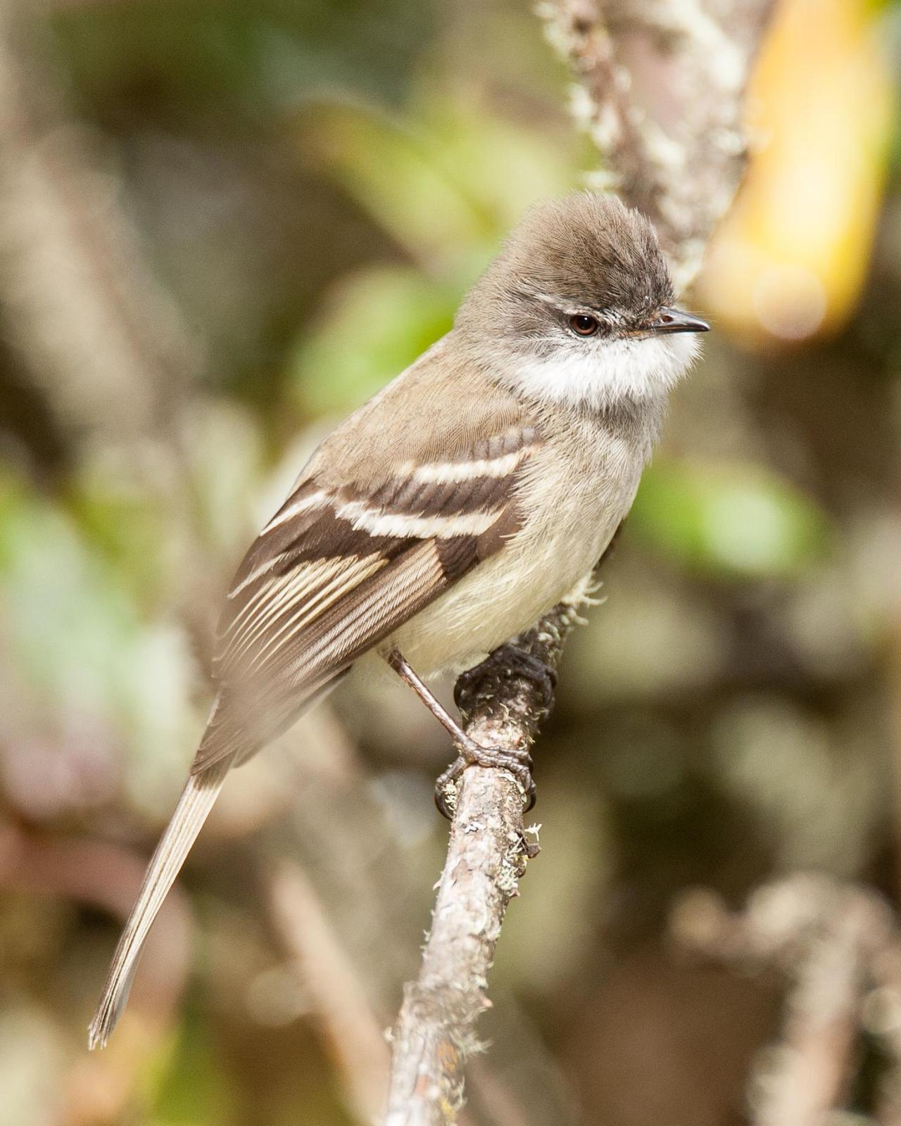 White-throated Tyrannulet Photo by Robert Lewis