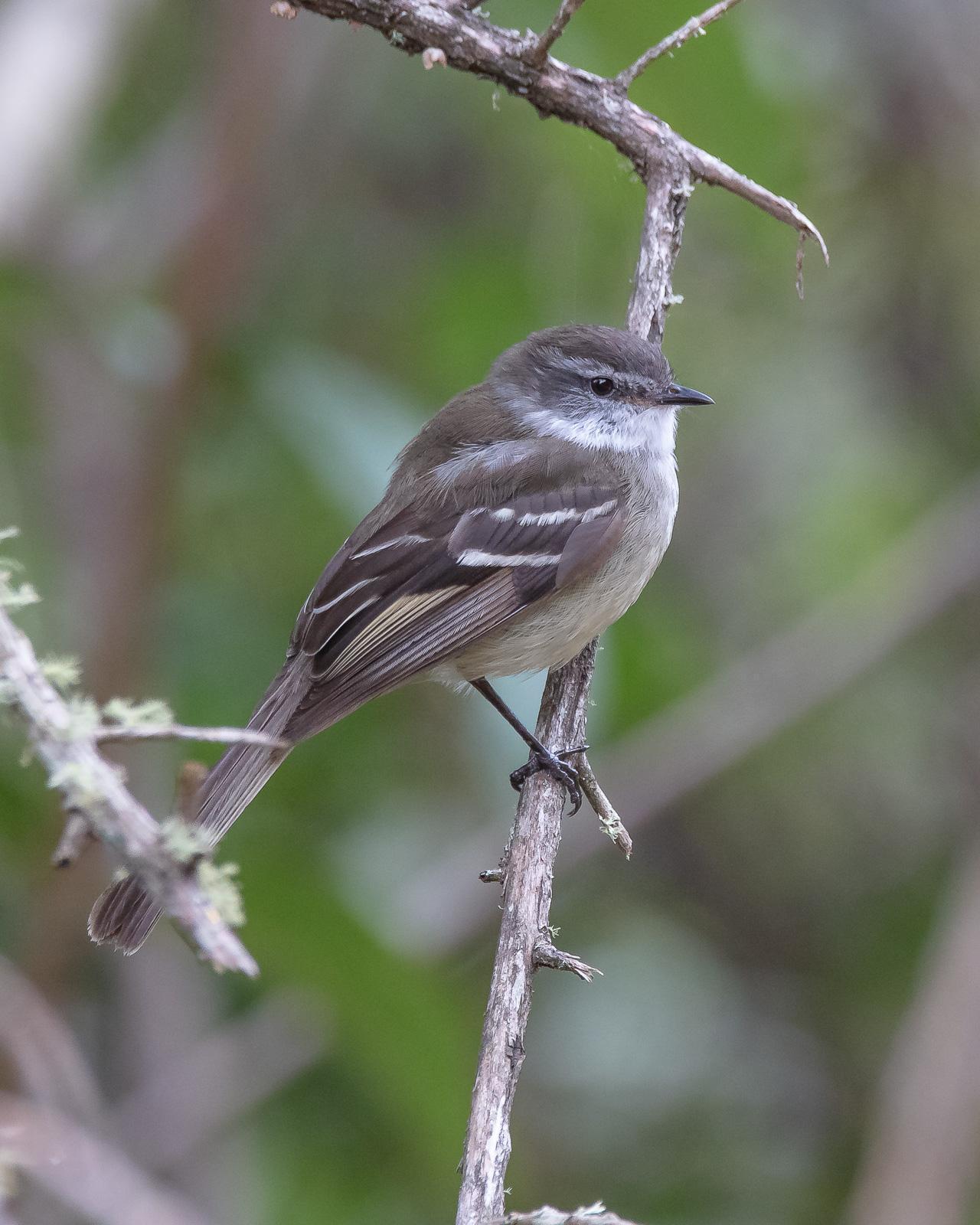 White-throated Tyrannulet Photo by Denis Rivard