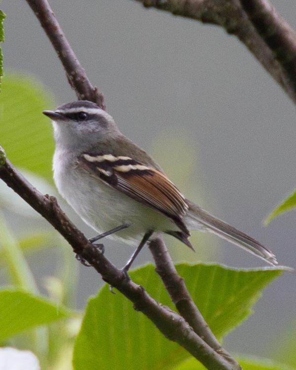 Rufous-winged Tyrannulet Photo by Robert Lewis