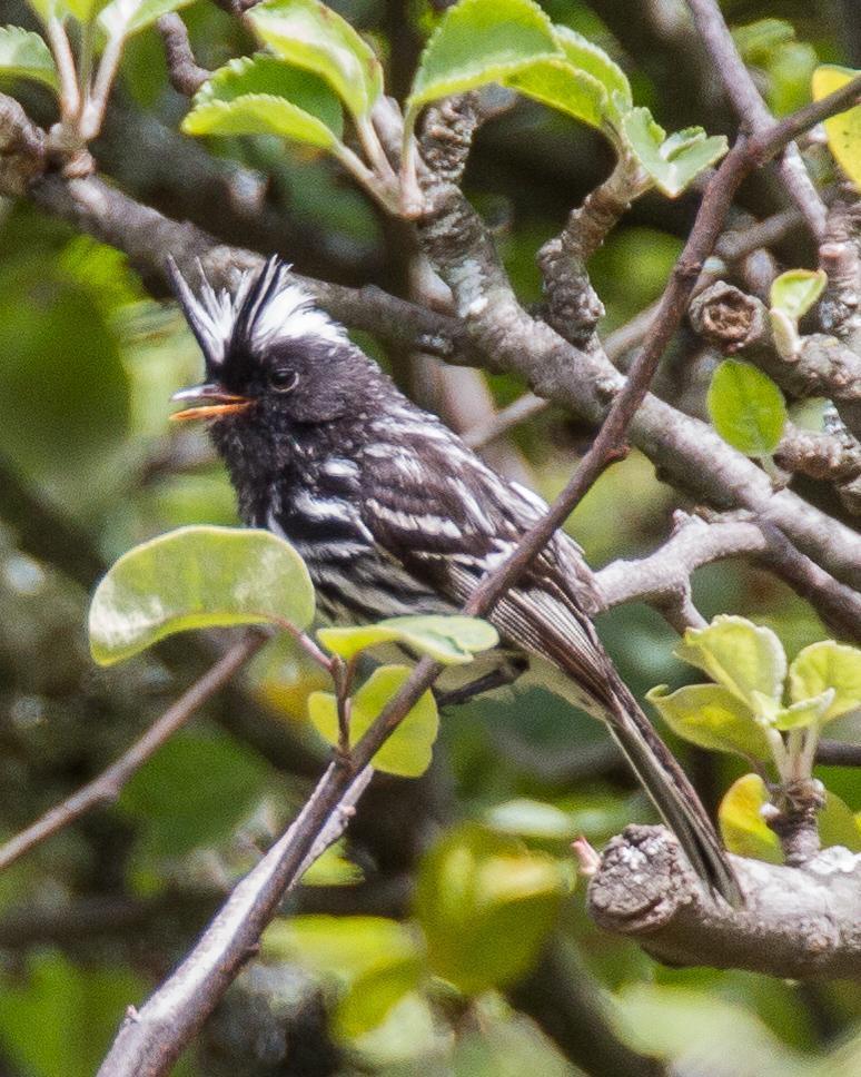 Pied-crested Tit-Tyrant Photo by Robert Lewis