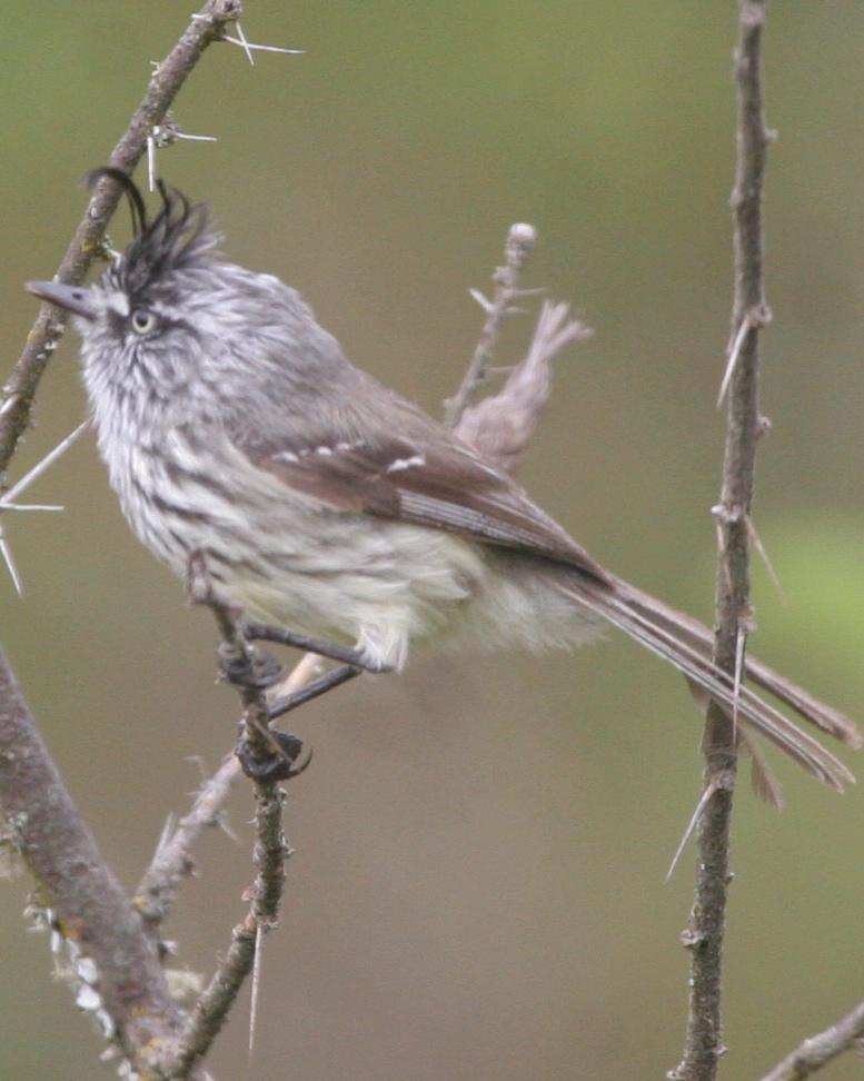 Tufted Tit-Tyrant Photo by Ryan S. Terrill