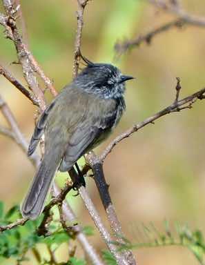 Tufted Tit-Tyrant Photo by Andrew Pittman