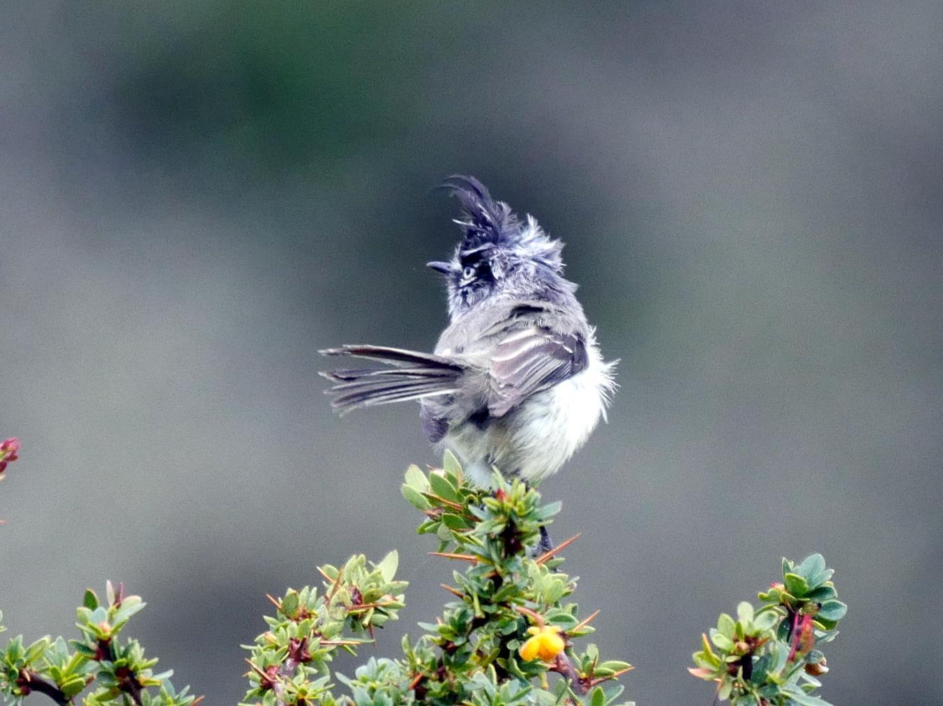 Tufted Tit-Tyrant Photo by Peter Lowe