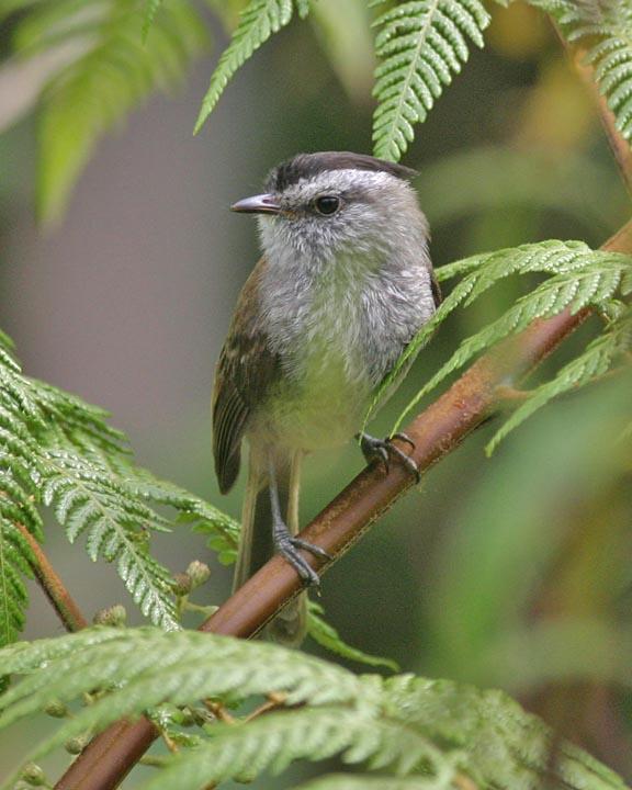 Unstreaked Tit-Tyrant Photo by Peter Boesman