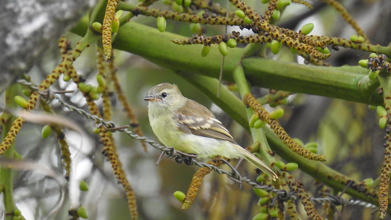 Mouse-colored Tyrannulet Photo by Julio Delgado