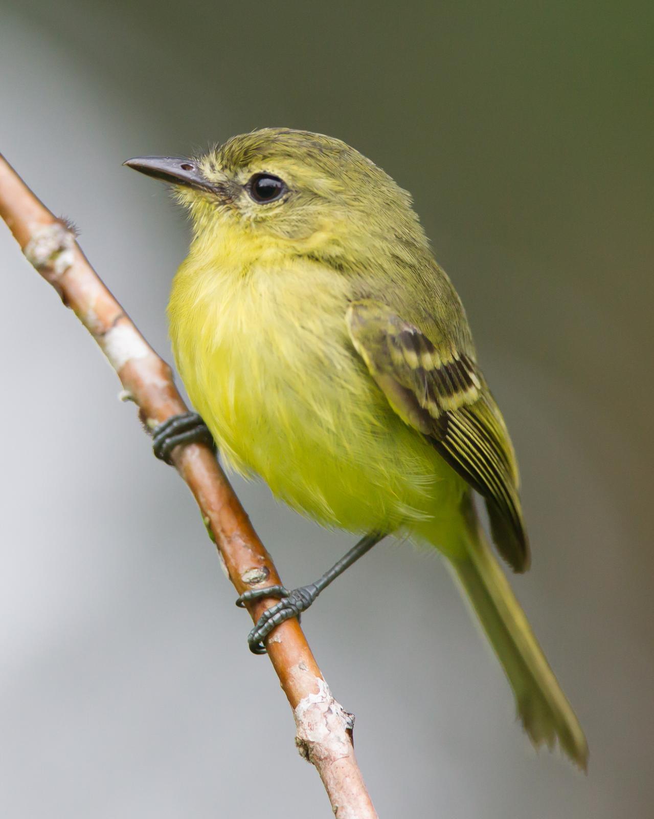 Yellow Tyrannulet Photo by Kevin Berkoff