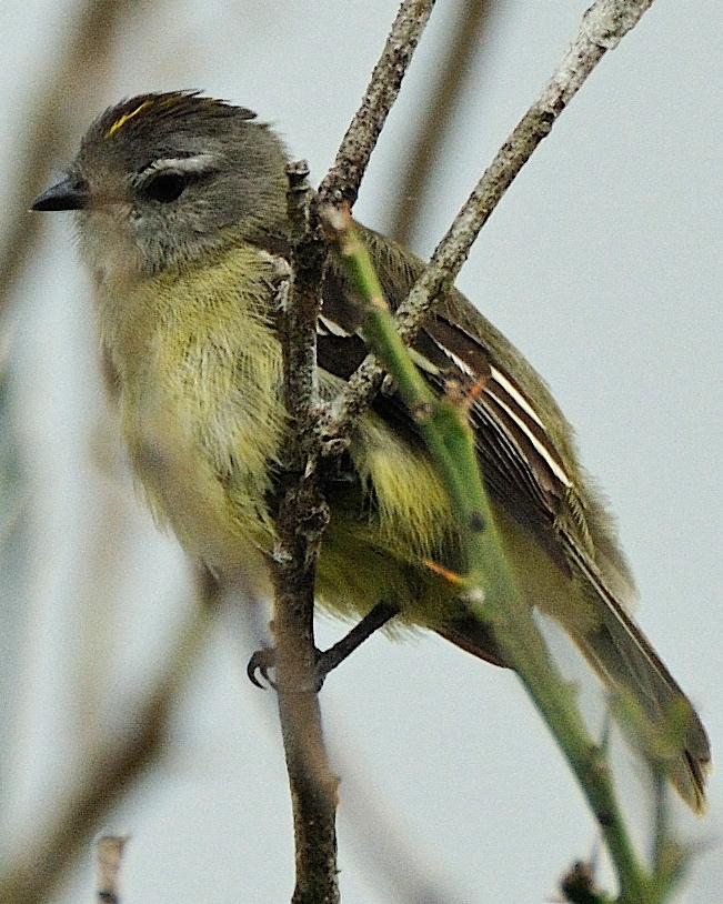 Yellow-crowned Tyrannulet Photo by Christian Nunes