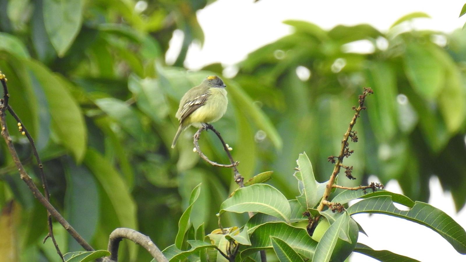 Yellow-crowned Tyrannulet Photo by Julio Delgado