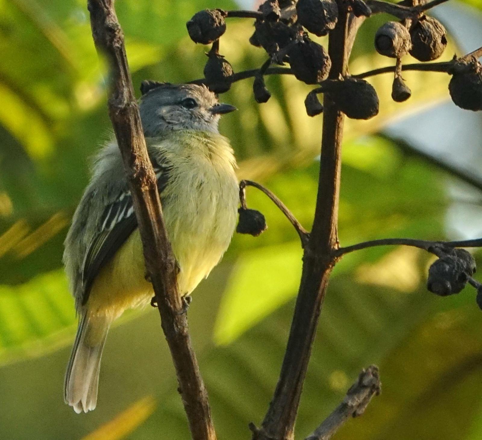 Yellow-crowned Tyrannulet Photo by Doug Swartz