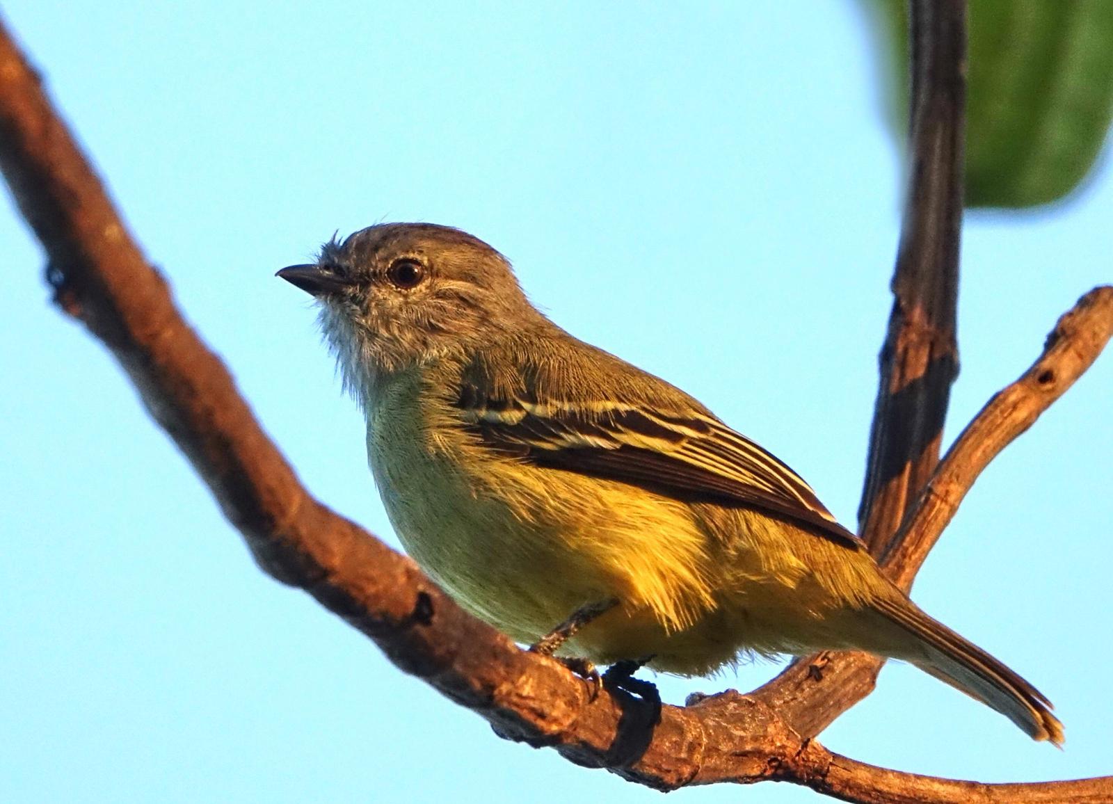 Yellow-crowned Tyrannulet Photo by Doug Swartz