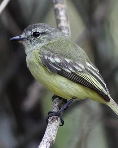 Forest Elaenia Photo by Michael L. P. Retter