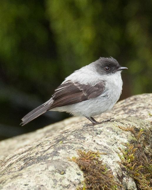 Torrent Tyrannulet Photo by Robert Lewis