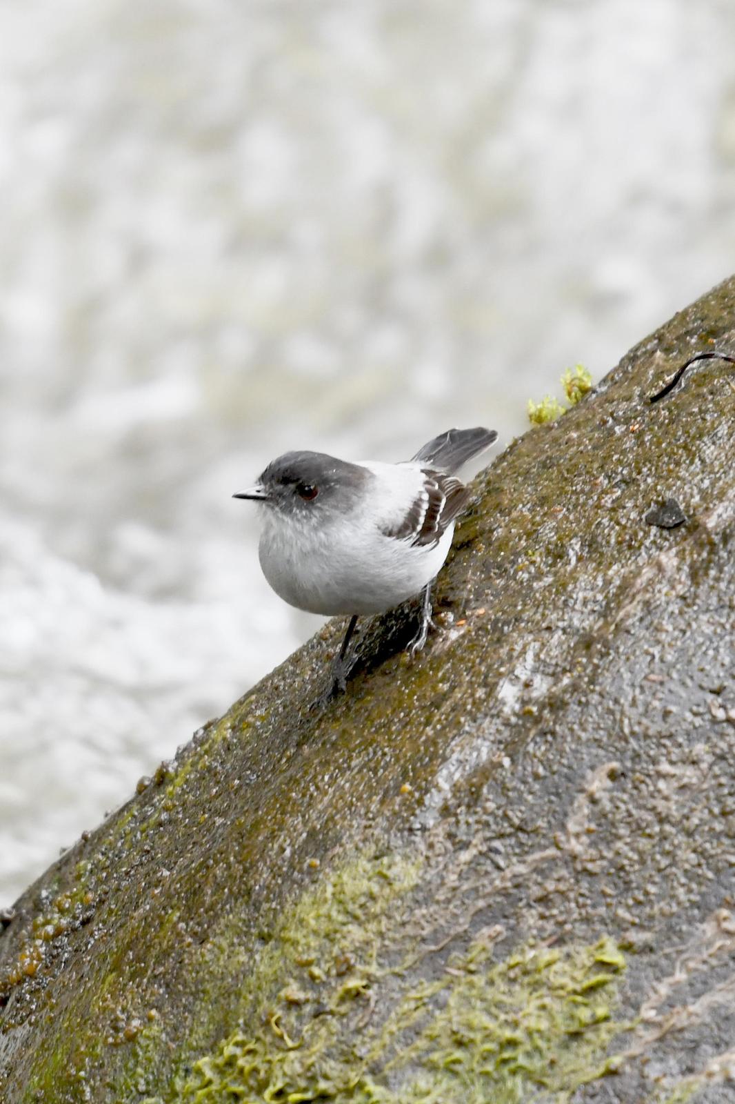 Torrent Tyrannulet Photo by Ann Doty