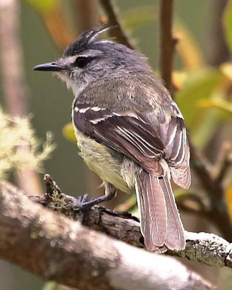 White-crested Tyrannulet Photo by Lesley Roy