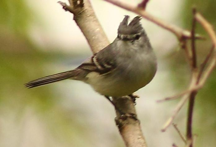 White-crested Tyrannulet Photo by Lee Harding
