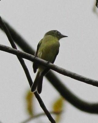 Yellow-green Tyrannulet Photo by Michael L. P. Retter