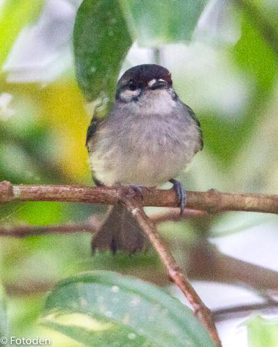 Rufous-browed Tyrannulet Photo by Marie-France Rivard