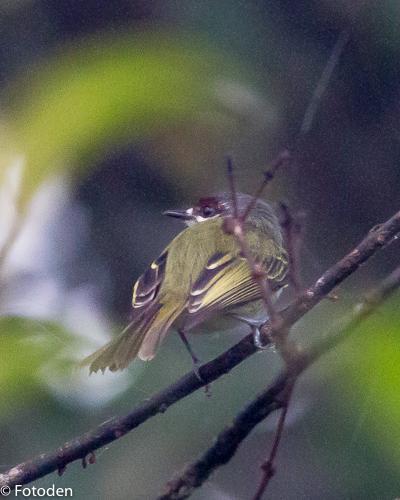 Rufous-browed Tyrannulet Photo by Marie-France Rivard