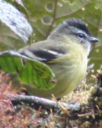 Black-capped Tyrannulet Photo by Kent Fiala