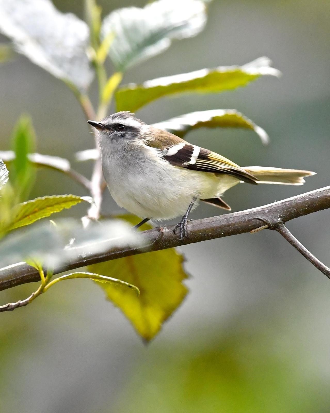 Black-capped Tyrannulet Photo by Gerald Friesen