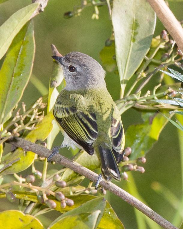 Gray-capped Tyrannulet Photo by Robert Lewis
