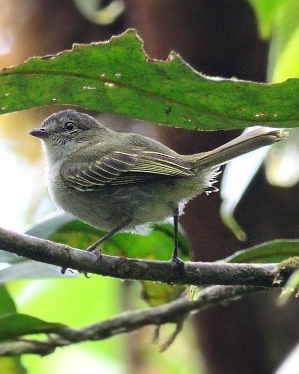 Paltry Tyrannulet Photo by Laurence Pellegrini