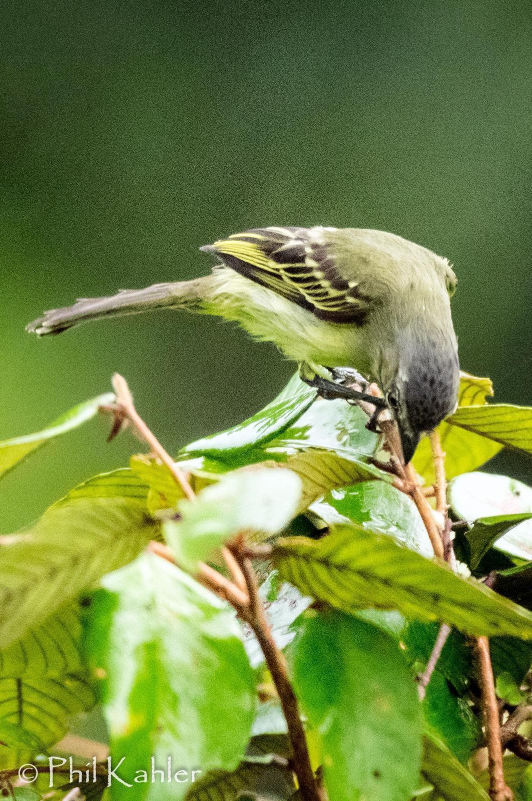 Slender-footed Tyrannulet Photo by Phil Kahler