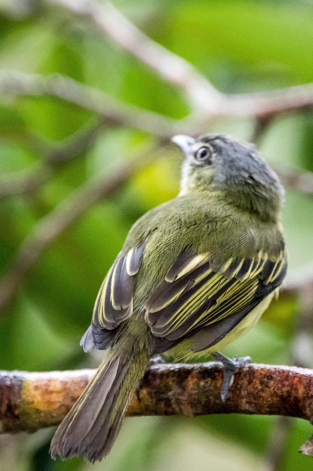 Slender-footed Tyrannulet Photo by Phil Kahler