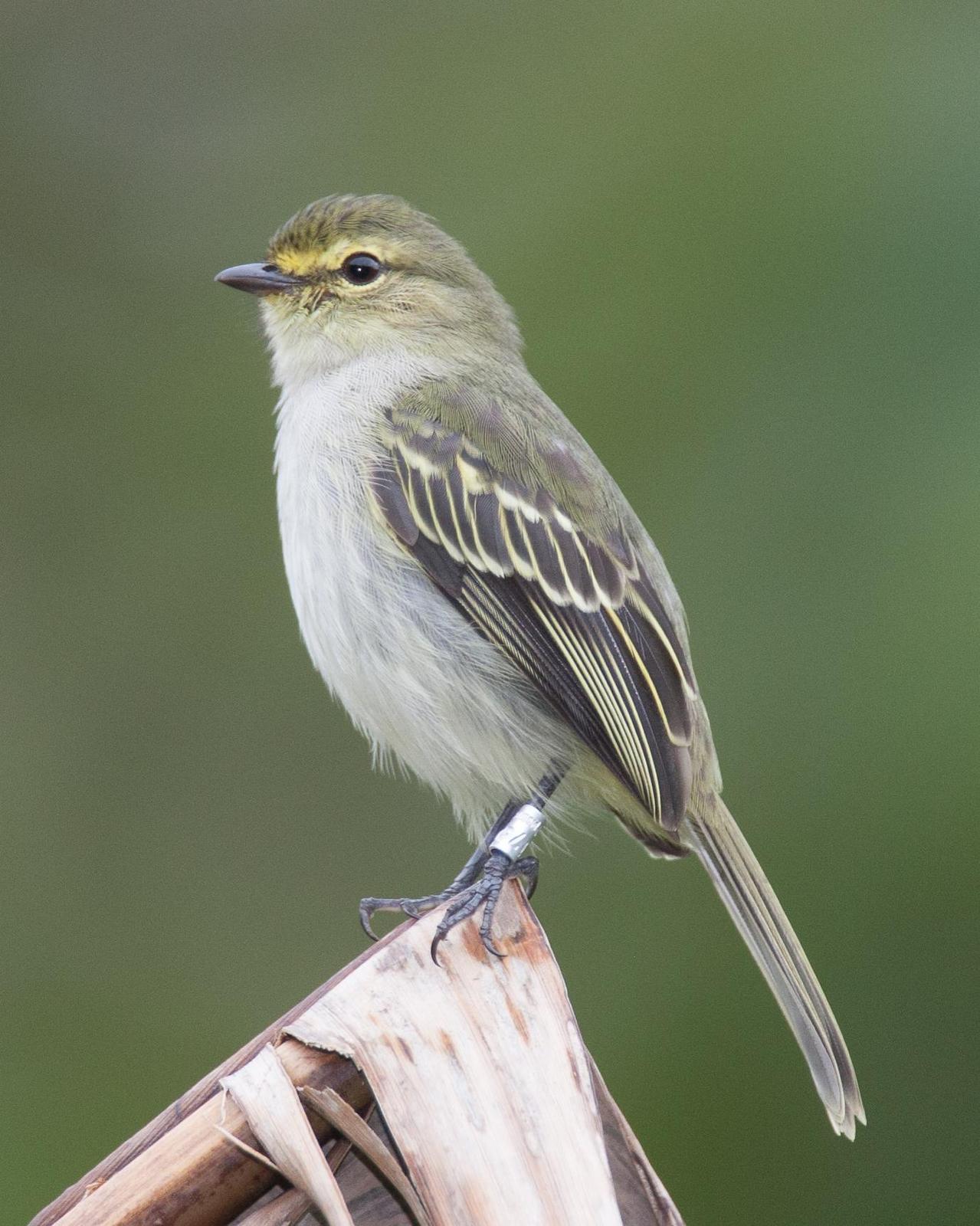 Golden-faced Tyrannulet Photo by Robert Lewis