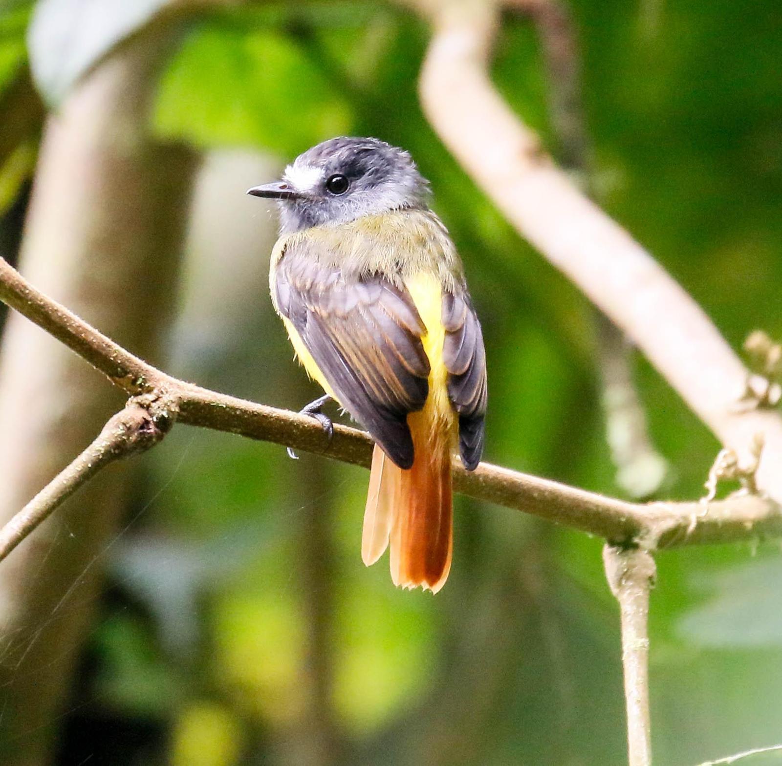 Ornate Flycatcher Photo by Thomas Driscoll