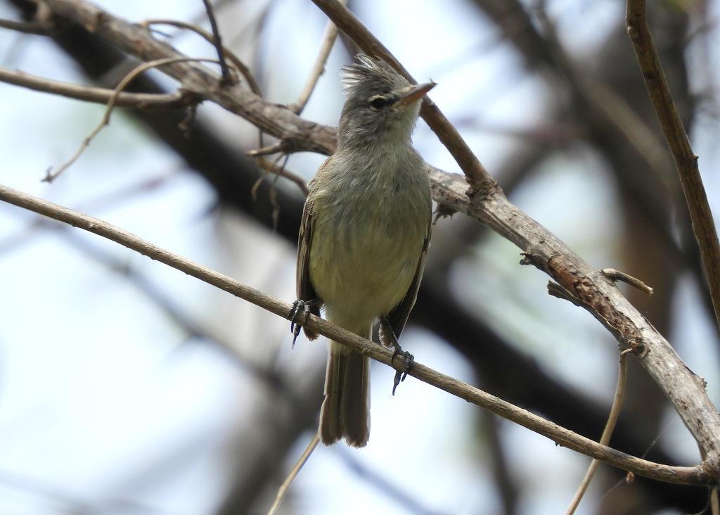 Gray-and-white Tyrannulet Photo by Jeff Harding