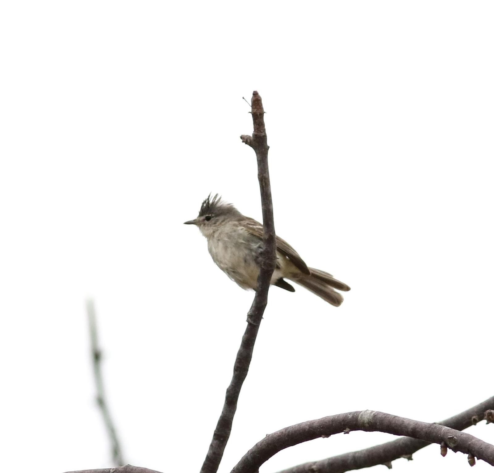 Gray-and-white Tyrannulet Photo by Leonardo Garrigues