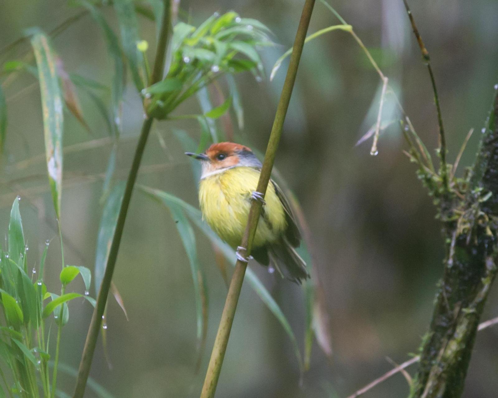Rufous-crowned Tody-Flycatcher Photo by Kevin Berkoff
