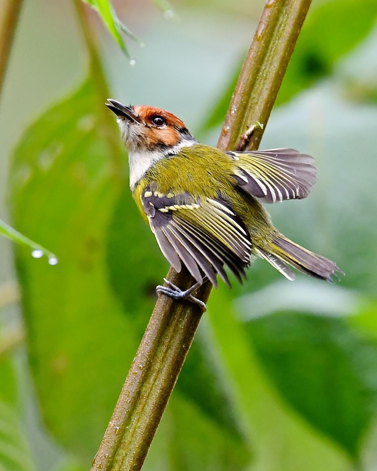 Rufous-crowned Tody-Flycatcher Photo by Gerald Friesen