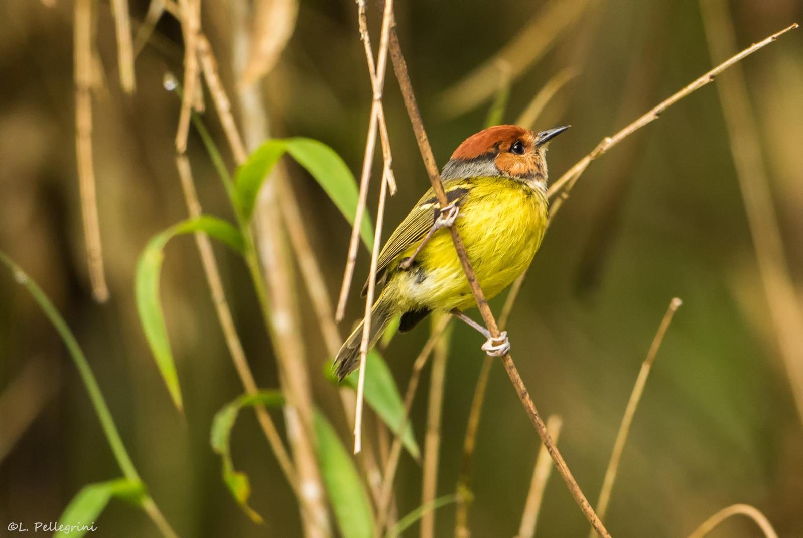 Rufous-crowned Tody-Flycatcher Photo by Laurence Pellegrini