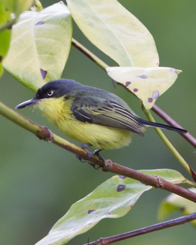 Common Tody-Flycatcher Photo by Kevin Berkoff