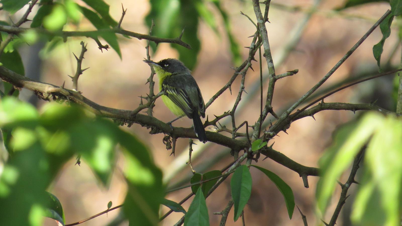 Common Tody-Flycatcher Photo by Lisa Owens