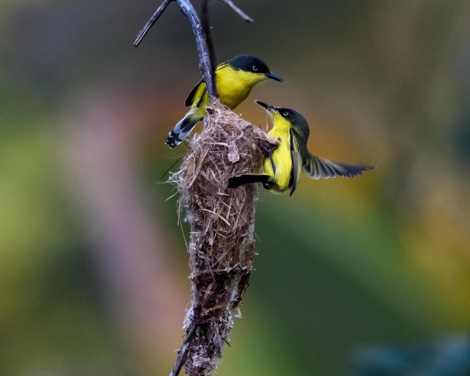 Common Tody-Flycatcher Photo by Gerald Hoekstra
