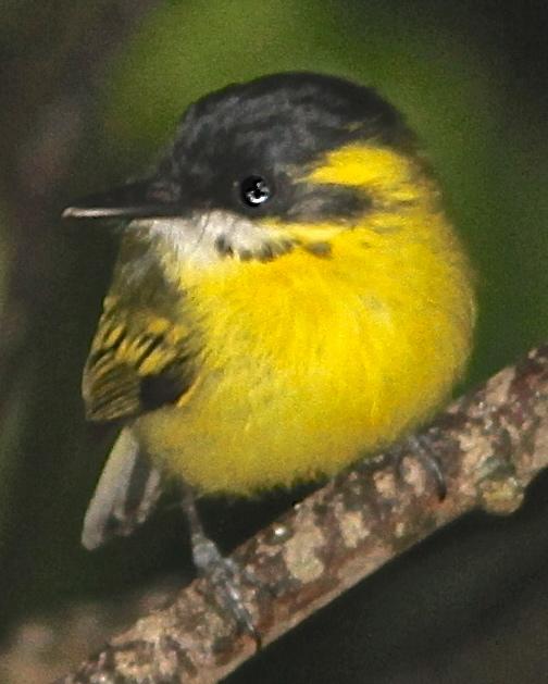Yellow-browed Tody-Flycatcher Photo by Marcelo Padua