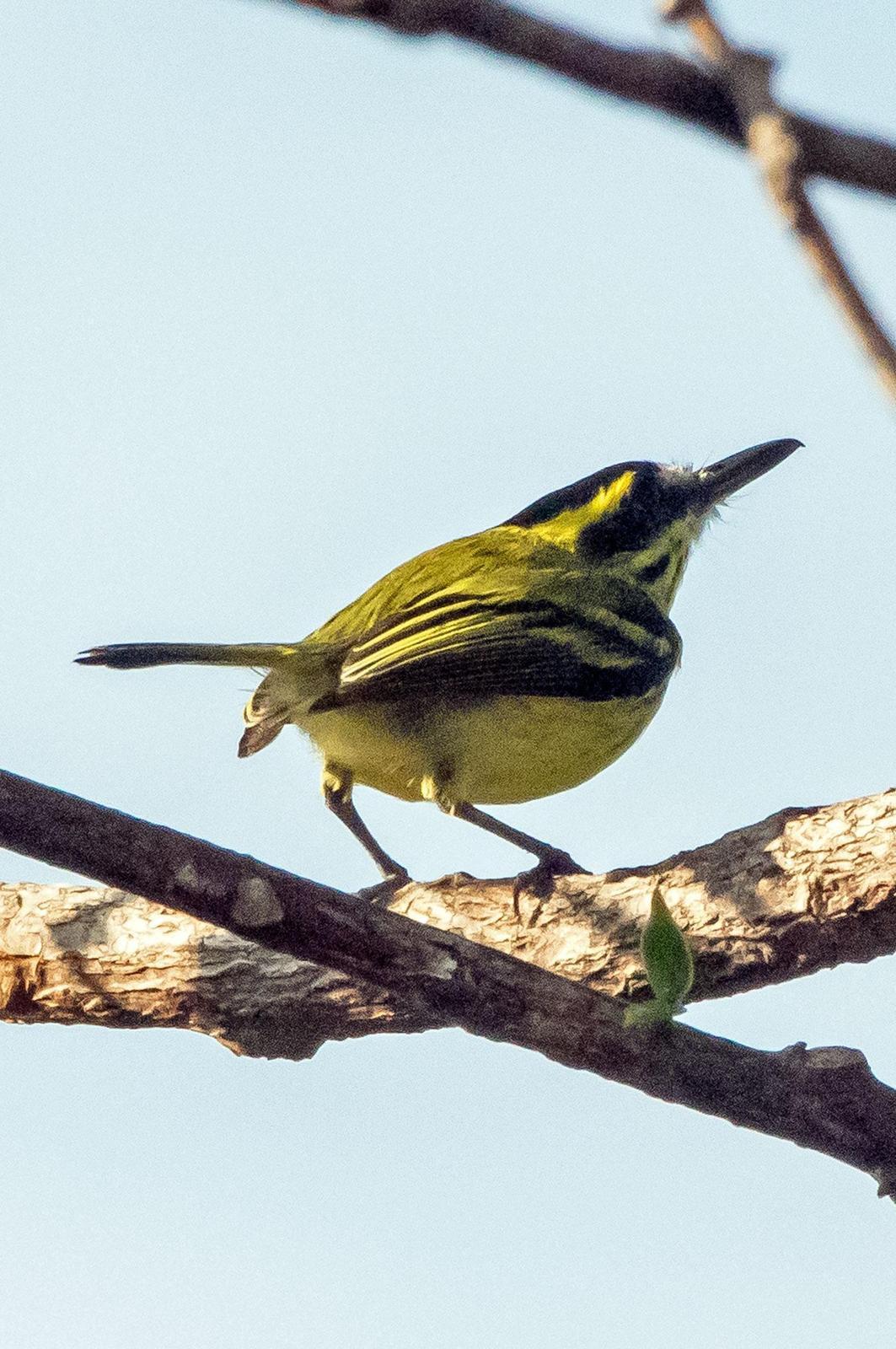 Yellow-browed Tody-Flycatcher Photo by Phil Kahler
