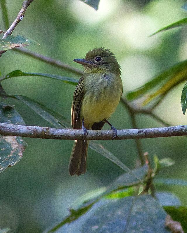 Olivaceous Flatbill Photo by Ryan Shaw