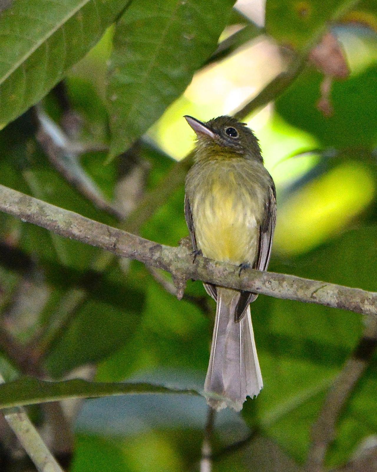Olivaceous Flatbill Photo by Gerald Friesen