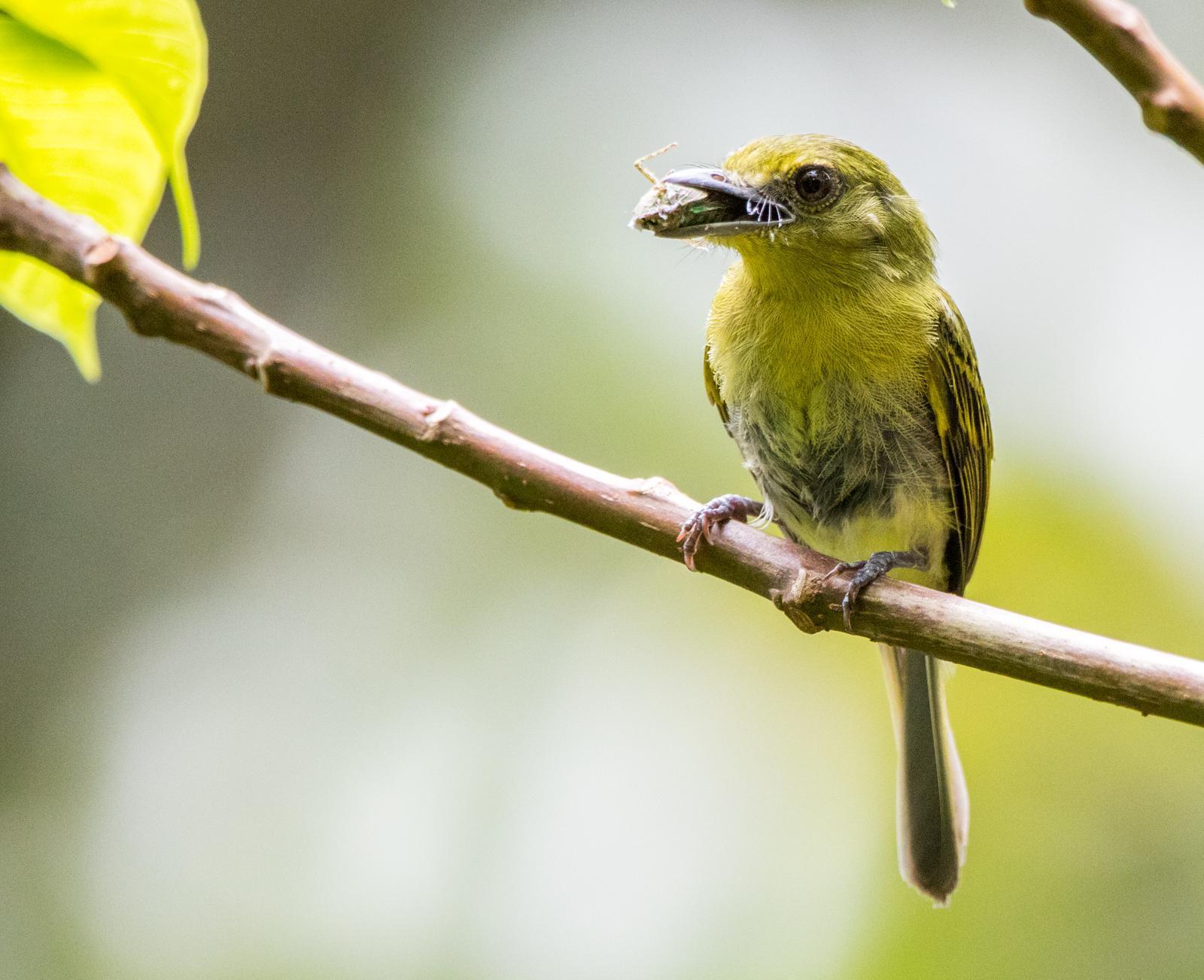 Olivaceous Flatbill Photo by Rhys Marsh