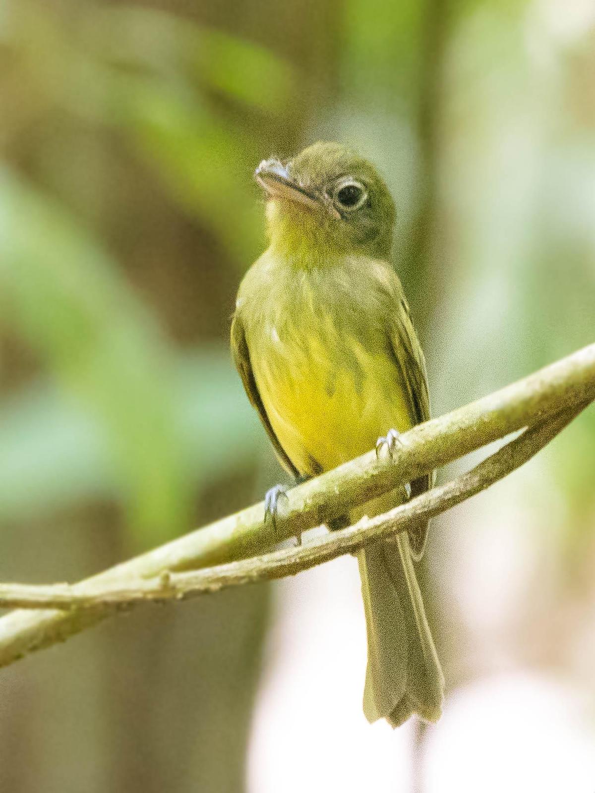Olivaceous Flatbill Photo by Denis Rivard